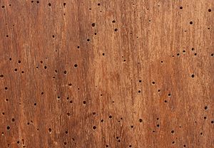 800px-Wood_texture_with_woodworm_hole